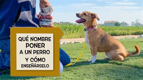 Como Se Puede Cambiar El Nombre De Un Perro