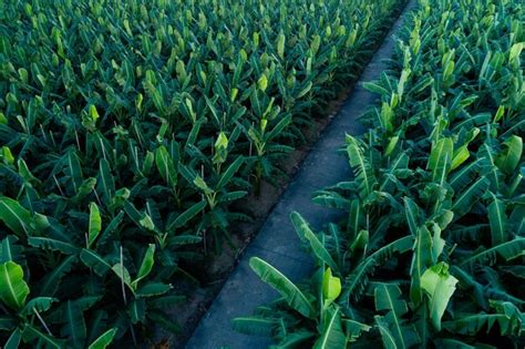 Premium Photo Aerial View Of Banana Trees Growing At Field