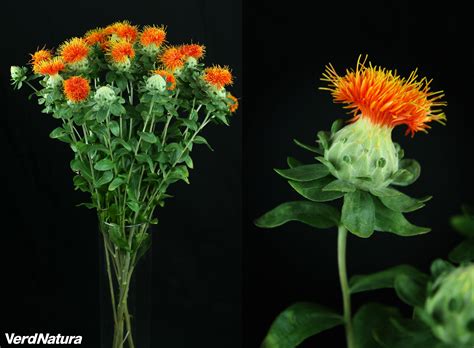 Carthamus Plants, Flowers, Plant, Planets