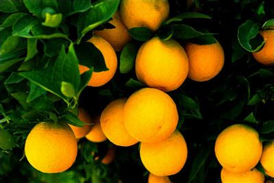 Orange Fruit Benefits | Herbal Medicine and Nutrition