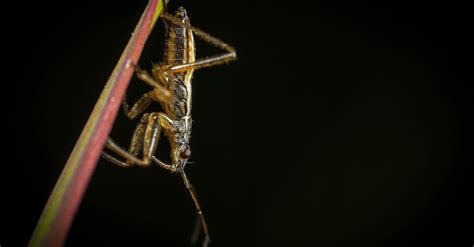 Brown and Black Cricket on Grass · Free Stock Photo