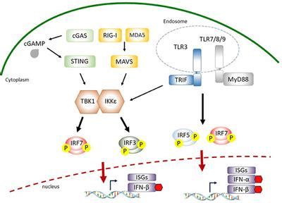 Frontiers The Molecular Basis Of Viral Inhibition Of Irf And Stat