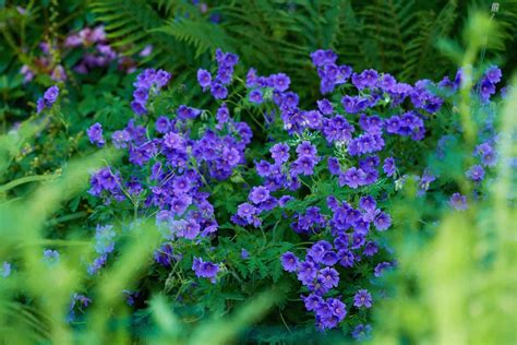 25 Breathtaking Blue Flowers For Your Garden