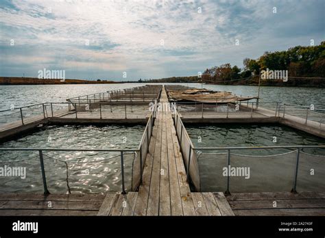 Des Cages Pour L Levage De Poissons De L Esturgeon Dans La Rivi Re Ou