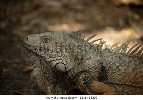 Portrait Wild Male Female Iguanas Stock Photo 1666465309 Shutterstock