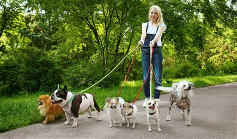 7 Tips On How To Be A Successful Dog Walker