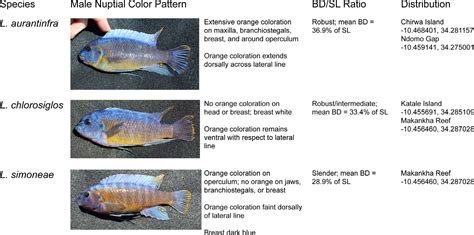 Six New Species Of Labeotropheus Cichliformes Cichlidae From The