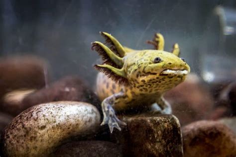 Copper Axolotl – Pets From Afar