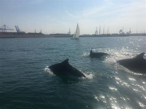 Un Grupo De Delfines Se Pasea Por El Puerto De Val Ncia Informaci N