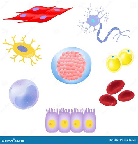 Tipos De Células Del Cuerpo Humano Ilustración Del Vector Ilustración De Epitelio Microscopio