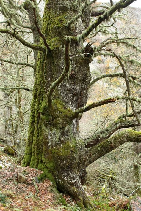 Roble Albar Roblón De Fuenculebrera En La Reserva Natural Integral De