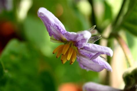 Eggplant Flower Macro V Till Westermayer Flickr