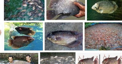 Cara Budidaya Ikan Gurame Agar Cepat Besar