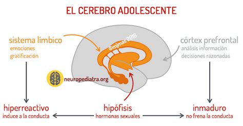 El Cerebro Adolescente Neuronas En Crecimiento