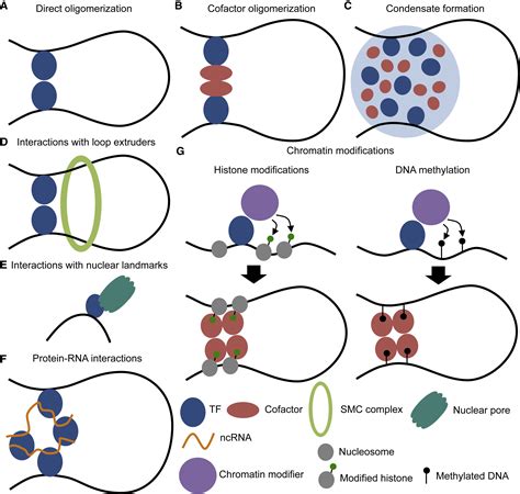 Mechanisms Of Interplay Between Transcription Factors And The D Genome