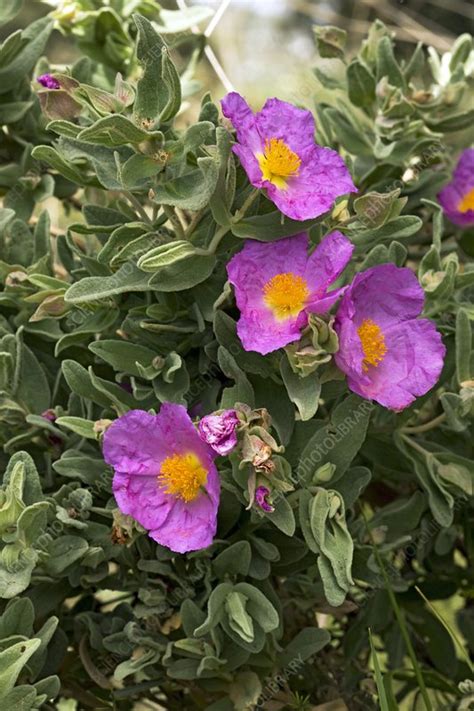 White Leaved Rock Rose Cistus Albidus Stock Image C