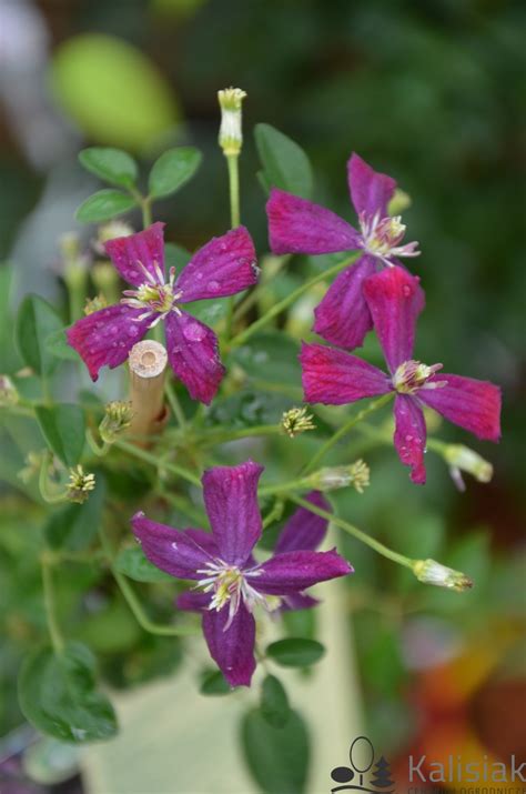 Clematis Sweet Summer Love Powojnik