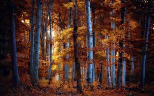 Autumn Birch Forest A Stunning Hd Wallpaper