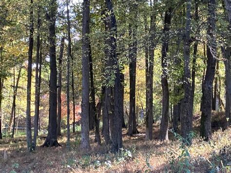 Autumn Trees Fall Forest At The Riverwalk Rock Hill SC Kathleen