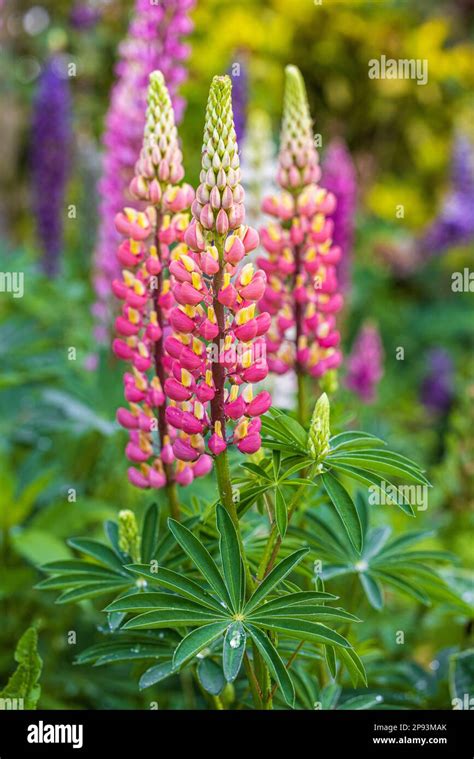 Lupinus Polyphyllus Background From Flowers Stock Photo Alamy