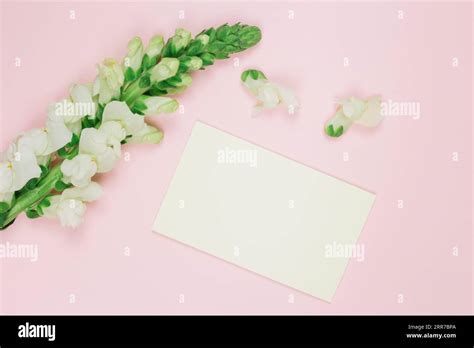 Snapdragons White Flower With Blank White Card Against Pink Background