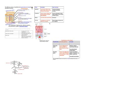 Biosci 107 Cheat Sheet Biology For Biomedical Science Cellular