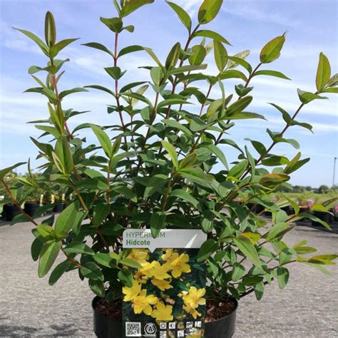 Hypericum 'Hidcote' - buy plants at Coolplants