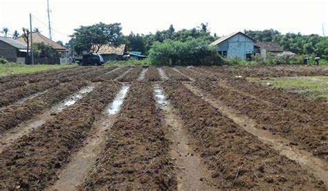 Cara Budidaya Kacang Tanah Agar Berbuah Banyak