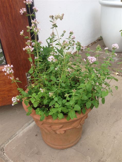 Flowering Oregano Oregano Plant Planting Flowers Plants