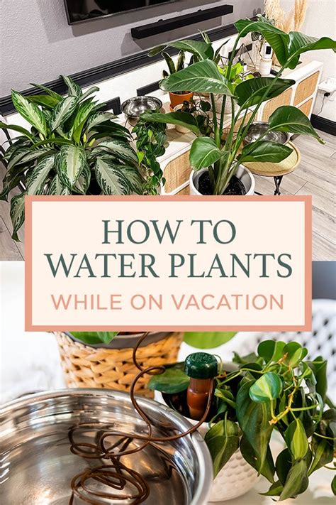 The Best And Easiest Way To Water Plants While On Vacation For Two