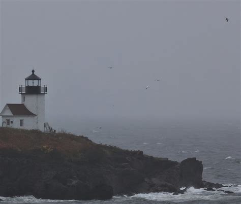 Curtis Island Lighthouse Camden Maine Gannet And Gulls Flickr