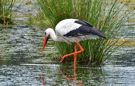 Vogels Spotten Vogelsoorten Register Ooievaar