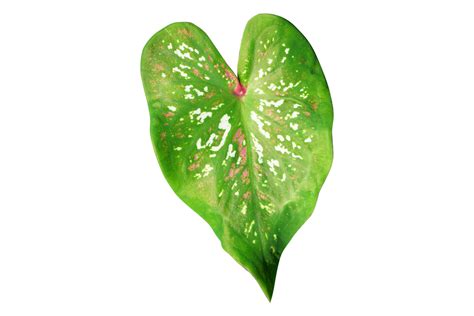 Beautiful Caladium Bicolor Leaves 20952432 PNG