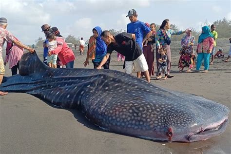 Ikan Hiu Tutul Sepanjang 7 Meter Terdampar Lagi Di Pantai Selatan Purworejo