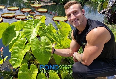 Planting Elephant Ear Plant In Koi Pond Learn How To Grow And Care