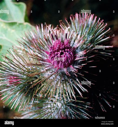 Greater Burdock Flowers Arctium Lappa Asteraceae Stock Photo Alamy