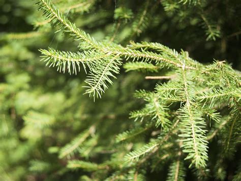 Huile Essentielle De Sapin Baumier Bienfaits Propri T S Et Utilisation