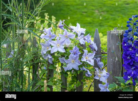 Waldrebe Clematis Blekitny Aniol Delphinium Stock Photo Alamy