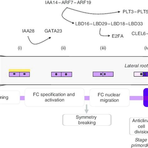 Asymmetric And Formative Divisions Pattern The Arabidopsis Embryo A