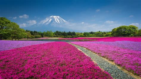 Wallpaper Landscape Mountains Flowers Field Lavender Plateau