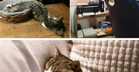 Tired Cats Compilation Album On Imgur