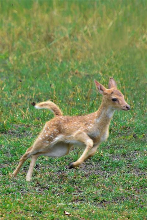 Running Baby Deer Deer Photography Running Photography Deer Running