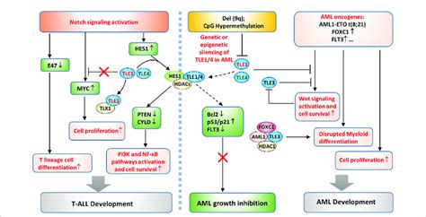 Tle Regulated Pathways In Aml And T All Development On The One Hand