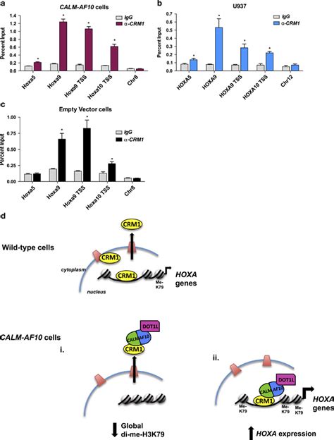 Crm Interacts With Hoxa Chromatin In Both The Presence And Absence Of