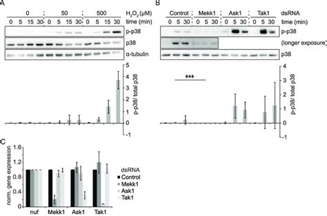 The Map K Mekk Mediates The Activation Of The P Signaling Pathway In