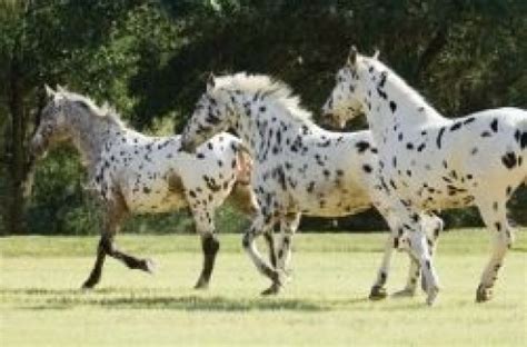 Rare, Unusual, and Beautiful Horse Breeds | PetHelpful