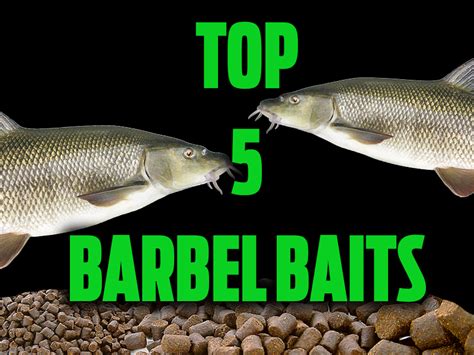 Top 5 Barbel Baits — Angling Times