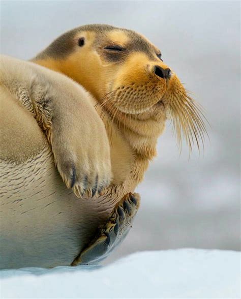 109 best images about Seals, Walruses & Manatees on Pinterest