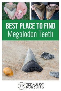 Fossil Hunting Ideas Fossil Hunting Shark Teeth Fossil