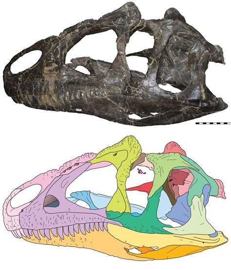 New Species Of Allosaurus Discovered In Utah Kutv